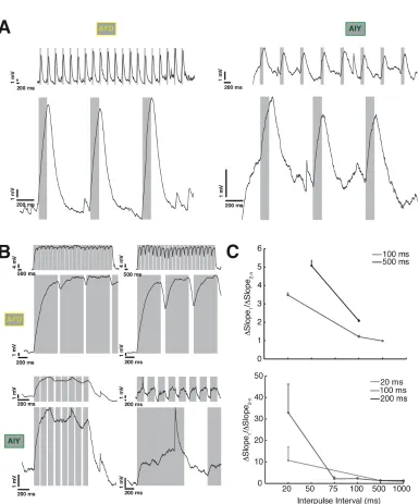 Figure 2.7: AFD and AIY response to diﬀerent pulse stimulation protocols: noevidence for facilitation and depression