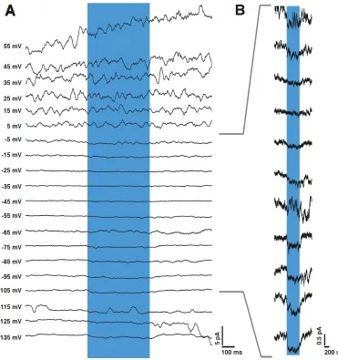 Figure 3.1: Reversing the AFD-mediated synaptic current in AIY. A. Synapticcurrent evoked in AIY in response to a 500 ms pulse of blue light while holding the neuronat potentials ranging from +55 mV to -115 mV