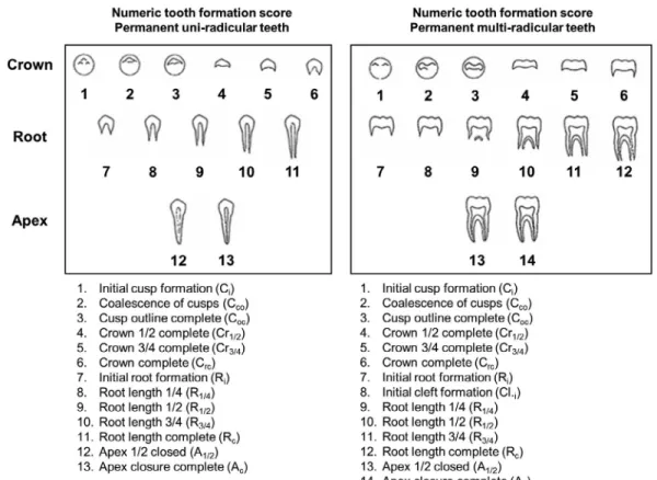 Figure 2. Tooth formation stages for assessing the maturity of permanent uniradicular and multiradicular mandibular teeth.