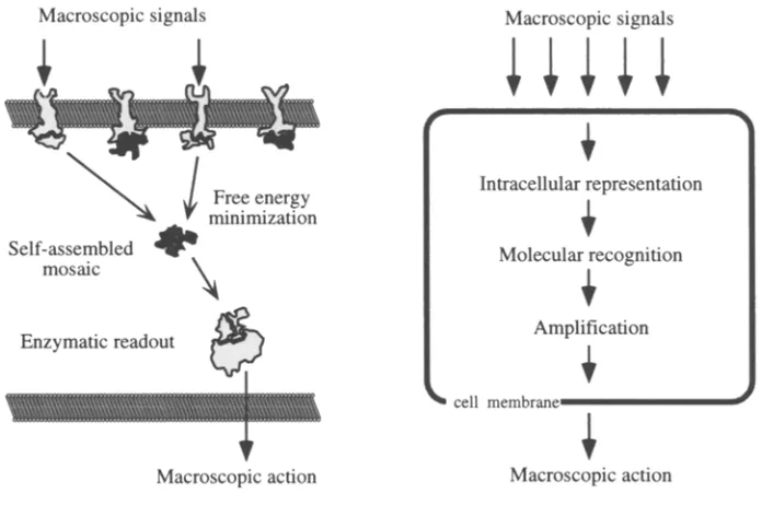 Fig. 1. Self-assembly thought device and transduction-amplification process (from [11])