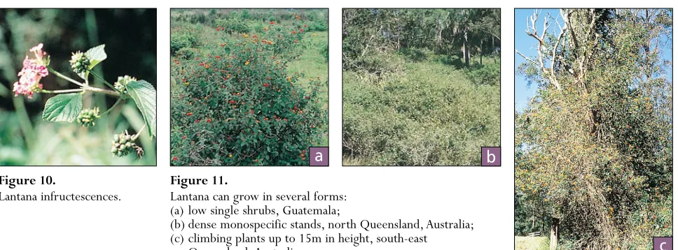 Figure 10.Lantana infructescences.