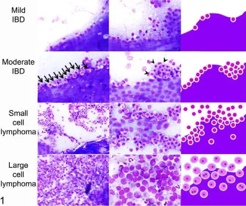 Figure 1. A visual guide is useful to clearly define a microscopic scoring scheme. This example 