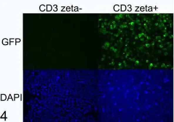 Figure 4. Human HT-1080 cells were transfected with the gene encoding canine CD3-zeta