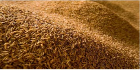 Figure 2.2: (a) Particle Rice Husk 