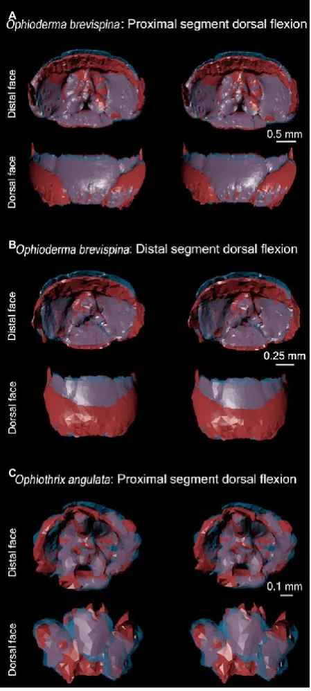 Fig. 12  Assessment of the shift in position of the dorsal, ventral and lateral ossicles relative to the vertebra during dorsal flexion