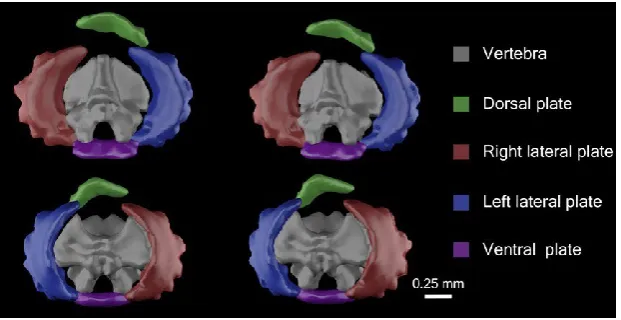 Fig. 1  Stereo images of 3D polygonal meshes of 24th most proximal segment of Ophiothrix angulata (YPM 7415), (A) distal face and (B) proximal face (see details in Table S1)