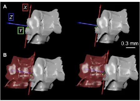 Fig. 5  Stereo images of neutral reference pose in left lateral view of vertebral mesh of Ophioderma brevispina visualized using Autodesk Maya (see details in Table S1) without ‘straight distal’ (A) and articu- lated with ‘straight distal’ at 50% transpare