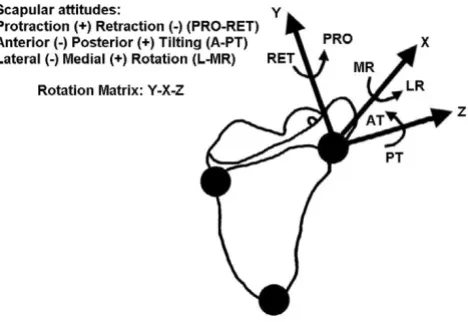 Figure 2Z axesRepresentation of the scapular rotations around the Y, X and Representation of the scapular rotations around the Y, X and Z axes