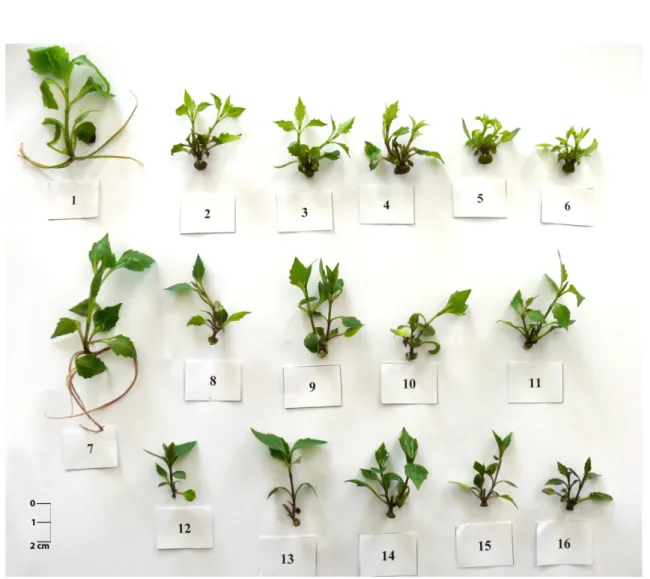 Fig. 2. Microcuttings of dahlia obtained from nodal explants after 8 weeks of cultivation on MS media: (1) control  medium without cytokinins, (2) BA 0.25, (3) BA 0.5, (4) BA 1.0, (5) BA 2.0, (6) BA 4.0, (7) KIN 0.25, (8) KIN 0.5,  (9) KIN 1.0, (10) KIN 2.