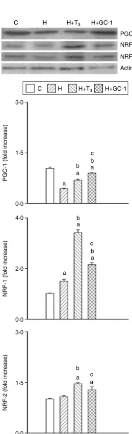 Figure 5 Liver PGC-1, NRF-1, and NRF-2 protein expressions evaluated via western blotting
