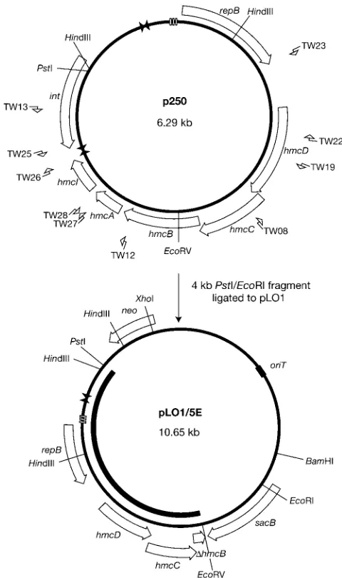 Fig. 1.uprimer binding sites. The black arc inside the map marks the [] indi-cates direct repeats, Schematic map of plasmid p250 and construction ofplasmid pLO1/5E