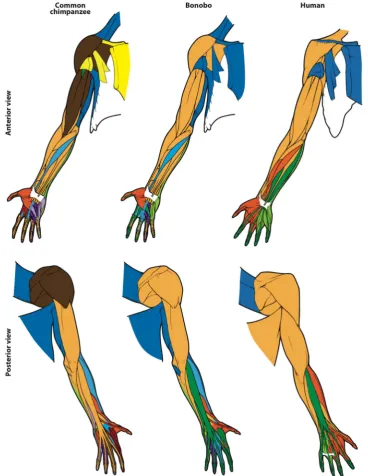 Figure 1. Forelimb anatomical network modules of common chimpanzees, bonobos and humans