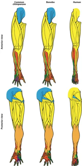 Figure 2. Hindlimb anatomical network modules of common chimpanzees, bonobos and humans