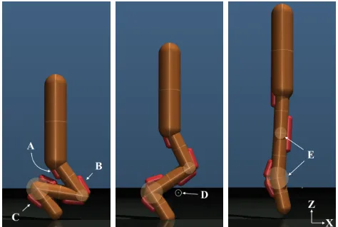 Fig. 3: The muscle-powered jumper in MuJoCo on a sim-ulated surface. Left to right: the initial stance; mid-jump;take-off and near full extension as joint angles approach 0◦.A,B,C: the extensor muscles (red) for the hip, knee and anklejoints respectively