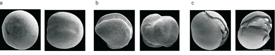 Fig. 1. Electron microscope images of rapeseeds: a – seeds without mechanical damage, b – not fully developed seeds (slender seeds), c – seedswith damage to the seed cover and cotyledons.