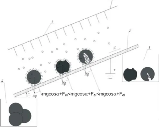 Fig. 3. Schematic diagram of the mechanism of operation of the electrical separator: 1 – corona discharge emitter, 2 – separator belt, 3 – con-tainer for not fully developed and damaged seeds, 4 – container for non-demaged seeds.