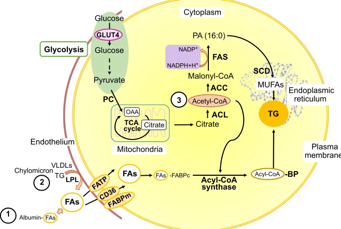 Fig. 3. Metabolic sources of fatty acids used to produce triglycerides. Triglycerides (TG) are formed by a backbone of glycerol 3-phosphate (G3P) and threefatty acid (FA) molecules that can originate from three main sources: (1) FAs bound to albumin; (2) h