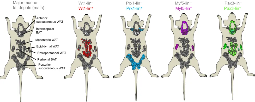 Fig. 3. Different precursor populations for adipose tissue development. White adipocytes located in the visceral cavity derive from cells expressing Wt1Myf5-linduring embryonic development