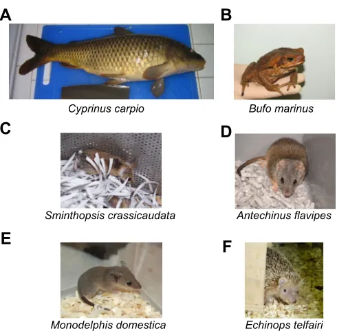 Fig. 1. Photographs of species that were used to elucidate theevolutionary history of UCP1-mediated non-shivering thermogenesis.(A) Common carp (Cyprinus carpio) as a representative of teleost fishes;(B) cane toad (Bufo marinus) as a representative of amphibians; (C) fat-taileddunnart (Sminthopsis crassicaudata) as a representative of Australian, semi-arid marsupials; (D) yellow-footed Antechinus (Antechinus flavipes) as arepresentative of Australian, subtropical marsupials; (E) gray short-tailedopossum (Monodelphis domestica) as a representative of South Americanmarsupials; (F) lesser hedgehog tenrec (Echinops telfairi) as a representativeof a protoendotherm and the afroinsectiphilian group.