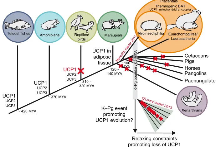 Fig. 2. Timeline showing the evolution of mitochondrial uncoupling protein 1 (UCP1) and brown adipose tissue (BAT)