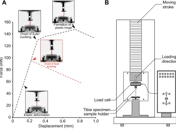 Fig. 1. Uniaxial compression tests on the