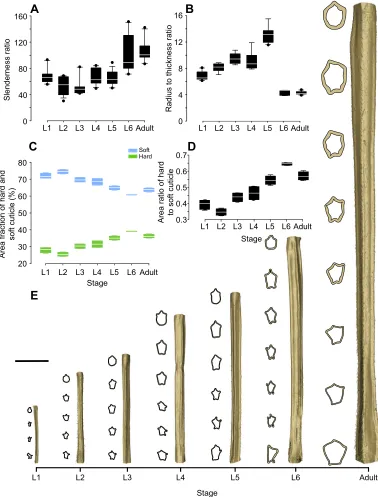 Fig. 3. Data from geometric analysis of the hindleg tibia at all postembryonic developmental stages