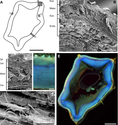 Fig. 4. Microstructure and material composition of the hindleg tibia cuticle. (A) Scheme of a tibia cross-section (see E) showing the approximate position ofeach given image (B,C,D,F)