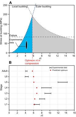 Fig. 5. Theoretical prediction of the optimal radius to thickness (rintersect (red dashed line)