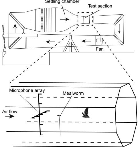 Fig. 1. Experimental setup. Schematic diagram of the wind-tunnel (adaptedfrom Pennycuick et al., 1997) and magnification of the test section showingmicrophone placement and feeder positioning.