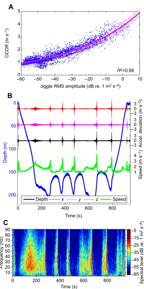 Fig. 1. Accelerometer jiggle during a blue whale (bw14_212a) feedingdive. (A) Jiggle amplitude regressed against periods of orientation-correcteddepth rate (OCDR) when |pitch|>45 deg