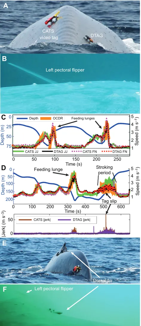 Fig. 2. Speed measurements from deployments of a CATS tag (bw140806-2) and a DTAG (bw14_218a) on a blue whale
