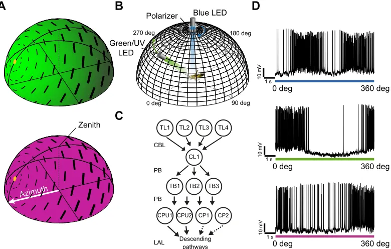 Fig. 1. Compass cues of the sky and visual stimulation. (A) Schematic illustration of the polarization pattern and the spectral gradient in the sky