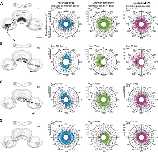 Fig. 2. Morphology and physiology of tangential neurons of the lower division of the central body (TL) of the desert locust Schistocerca gregariaReconstructions of a TL1, TL2, TL3 and TL4 neuron, respectively, projected onto the standard CX (el Jundi et al