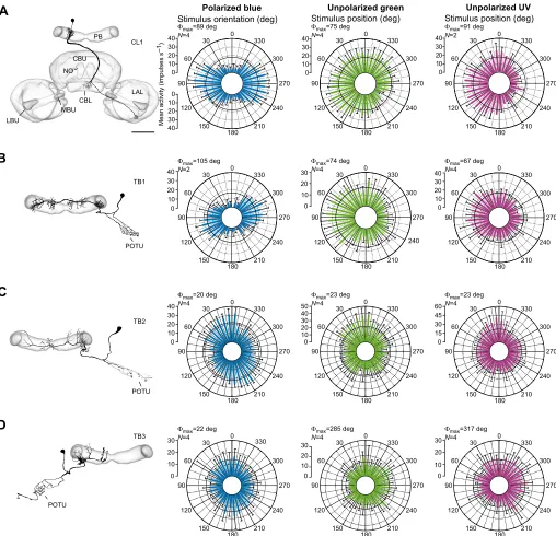 Fig. 3. Morphology and physiology of a columnar neuron of the lower division of the central body and tangential neurons of the protocerebral bridge.(Adivision; PB, protocerebral bridge; CL1, columnar neuron of CBL; TB, tangential neuron of PB; LAL, lateral