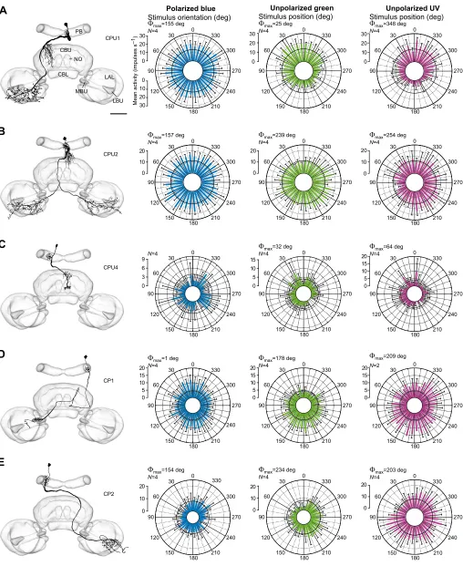 Fig. 4. Morphology and physiology of columnar neurons (types CPU and CP) of the protocerebral bridge