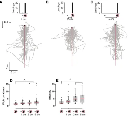 Fig. 4. Landing preference and flight behavior on a high-contrast odorous landmark separated from a low-contrast non-odorous landmark
