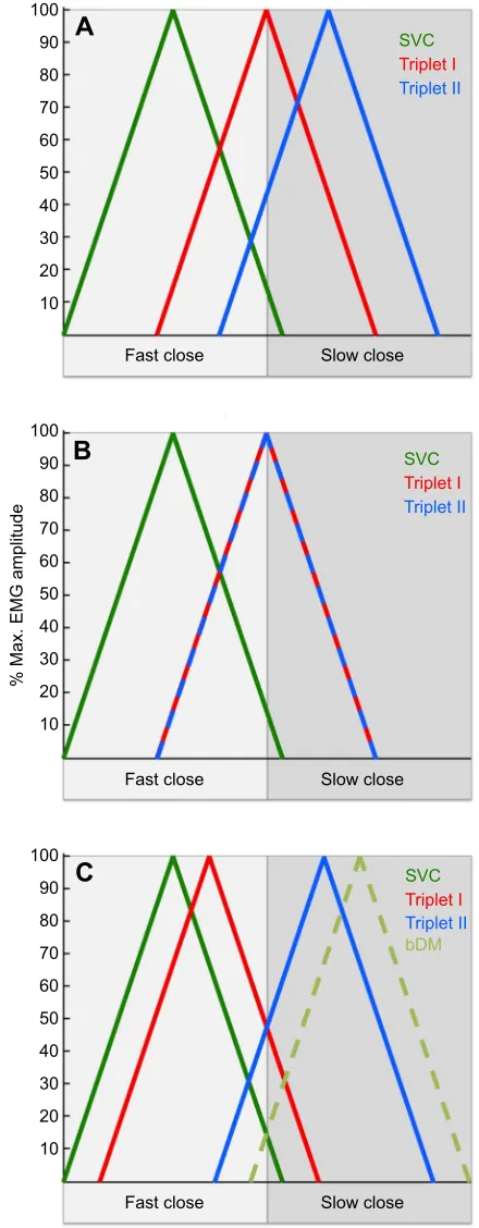Fig. 1. Illustration of Weijs’s (1994) hypothesis that the primitive jawadduction motor pattern is modified in different clades of extantmammals