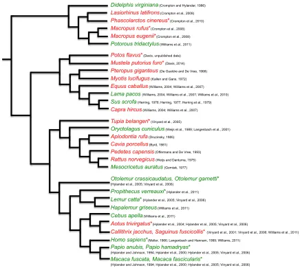 Fig. 2. The phylogeny of species where the triplet motor pattern either has or has not been supported