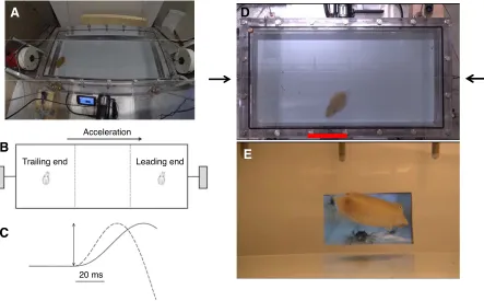 Fig. 1. The experimental set-up and waveform of infrasonic stimulus. (A) The experimental chamber (inside dimensions 55×27×14 cm) suspended by four