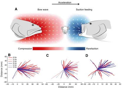 Fig. 2. Cuttlefish jet-propulsed escapes to hydrodynamic predator signatures. (A) Schematic illustration of the two main modes of aquatic predator attacks:the bow wave of a striking predator to the left and a suction-feeding predator to the right