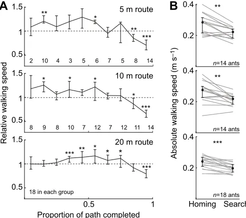 Fig. 2. Walking speed decreases along the homing path and is lowerduring nest search.below error bars show the number of ants that contributed to each bin.(B) Mean absolute walking speed during nest search (Search) compared withmean homing speed (Homing)