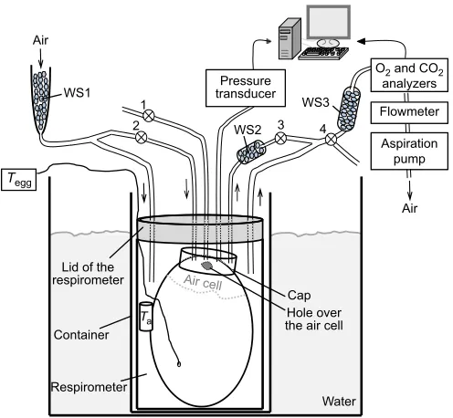 Fig. 1. Schematic representation of the setup. The egg was positioned in arespirometer completely submerged into water, for the control of ambienttemperature (Ta)
