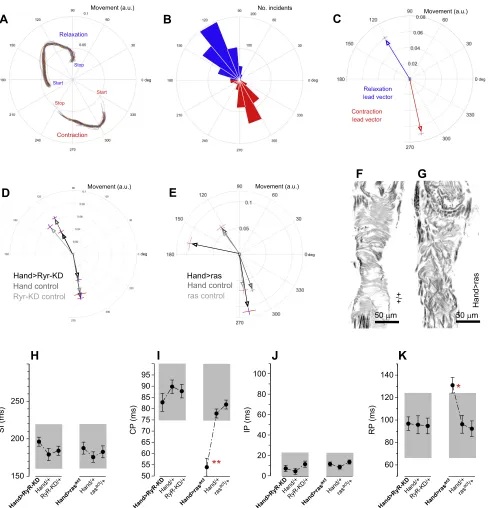 Fig. 5. Coherent movement as a phenotypical indicator. The continuous data on direction and magnitude of movement within the movies of a beatingpreparations appear normally distributed