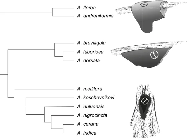Fig. 2. Diversity of dance and nest forms within the genus