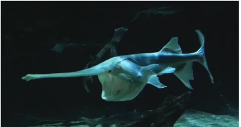Fig. 6. Paddlefish (Polyodon spathulaflattened rostrum that can function as a canard to generate lift.) exhibiting the front-protruding Thepaddlefish was swimming in an aquarium
