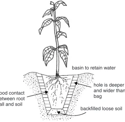 Figure 7.  A correctly planted tree