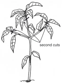Figure 12.  First cuts