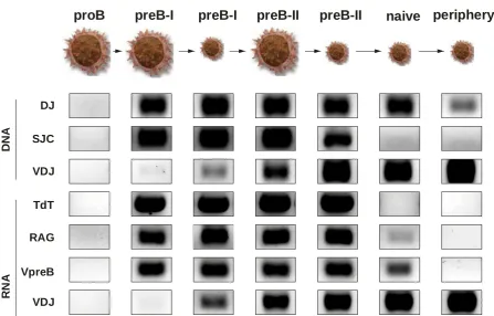Figure 1: Example of results from high-speed flow cytometry sorting. Figure show a detection of phenotype studies, seven individual subsets (large proB, large preB-I, small preB-I, large preB-II, subset was thereafter examined for the presence of rearrange