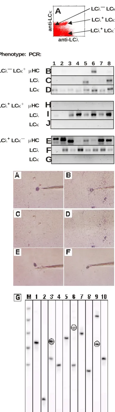 Figure 2: Example of results from high-throughput LCλalways analyzed for presence of HC (B, H, E), LCλ (C, molecular analysis of single cells