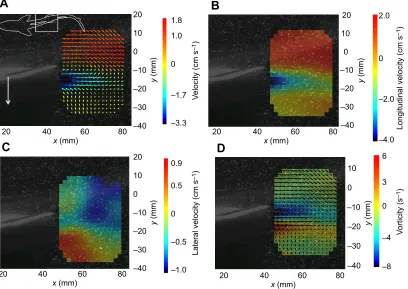 Fig. 4. Instantaneous longitudinal flow during the fin beatcycle in spiny dogfish. Instantaneous longitudinal flow isconsiderably decelerated behind the first dorsal fin (A)throughout a fin beat cycle and accelerated behind the seconddorsal fin (B) shortly